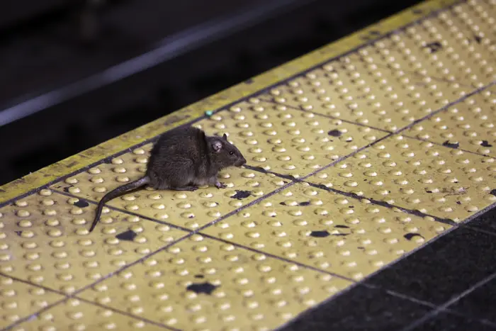 A New York City rat crosses a Times Square subway platform.
